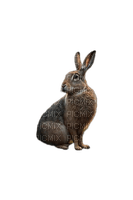 Hare - darmowe png