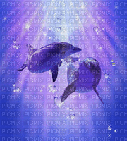 Dolphins laurachan