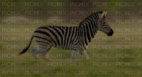 zebra - Бесплатный анимированный гифка