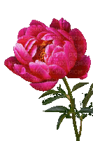 Peonie, pink, Blume - GIF animé gratuit