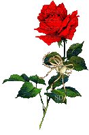 роза с украшением - GIF animate gratis
