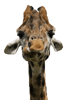 Kaz_Creations Giraffe - Zdarma animovaný GIF
