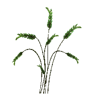 planta verde animada gif dubravka4 - Besplatni animirani GIF