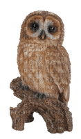 Kaz_Creations Birds Bird Owls Owl - PNG gratuit