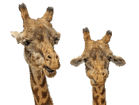 Giraffe bp - GIF animado grátis