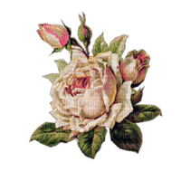 Nina rose - δωρεάν png