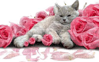 cat chat katze animal roses pink