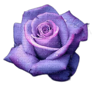 Purple Rose - Free PNG
