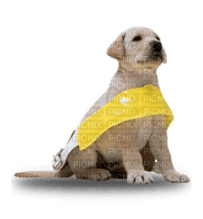 Kaz_Creations Guide Dog Pup Dogs 🐶 - PNG gratuit