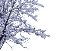 hiver arbre - gratis png