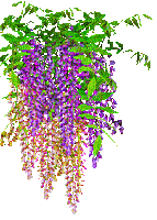 flowers purple bp - GIF animado grátis