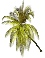 palm by nataliplus - png grátis