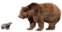 Björn-djur----bear--animal - png gratis