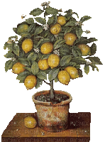 Zitronenbaum - Ilmainen animoitu GIF