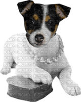 Kathleen Reynolds Dog Pup - besplatni png