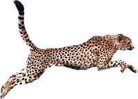 gepard - png gratuito