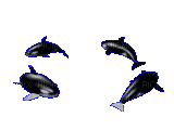 poissons/dauphins/ HD - Zdarma animovaný GIF
