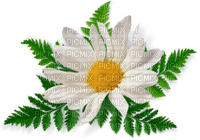 Kaz_Creations Deco Flowers Camomile Flower - kostenlos png
