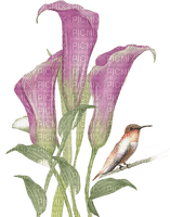 Fleurs  de  lys avec  oiseau Miriella - бесплатно png