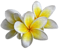 tahiti flower - PNG gratuit