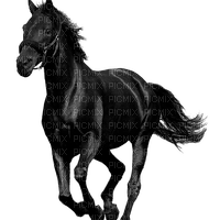 pferd horse milla1959 - PNG gratuit