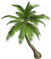 palma - ilmainen png
