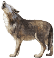 Wolf - png ฟรี