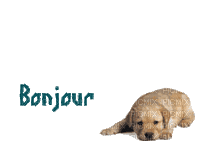 bonjour - Ingyenes animált GIF
