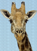 giraffe - Бесплатный анимированный гифка