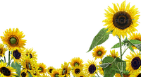 sunflowers - png grátis