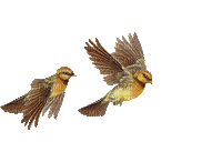 oiseau marron.Cheyennne63 - GIF animé gratuit