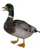 duck katrin - безплатен png