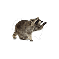 raccoon - nemokama png