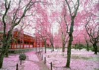 Jardin japonnais - бесплатно png