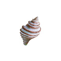 kikkapink deco scrap white brown seashell - 免费PNG