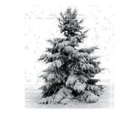 winter pine - ilmainen png