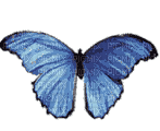 butterflies katrin - Zdarma animovaný GIF