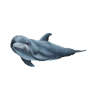 dolphin delphin dauphin sea meer mer ocean océan ozean water animals fish tube summer ete gif anime animated animation - GIF animé gratuit