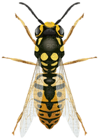 wasp - 免费PNG