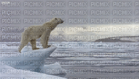 polar bear bp - Kostenlose animierte GIFs