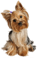 CHIEN. - Free PNG