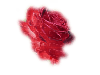 patymirabelle fleurs rose rouge - PNG gratuit