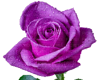Roses roses, animation gif Pelageya - Gratis geanimeerde GIF