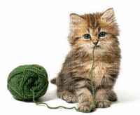 Kaz_Creations Cats Kittens Cat Kitten Wool - png gratis