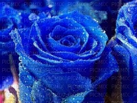 rose bleu - PNG gratuit