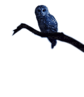 Rena Owl Eule Vogel Bird - png ฟรี