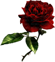 minou-flowers-red-rose - PNG gratuit