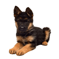 German Shepherd Puppy-RM - PNG gratuit