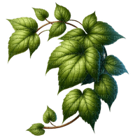 leaves - 無料png