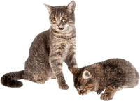 Kaz_Creations Cats Kittens Cat Kitten - 無料png